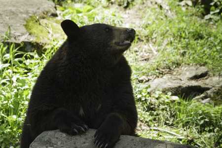 Black Bearの写真素材