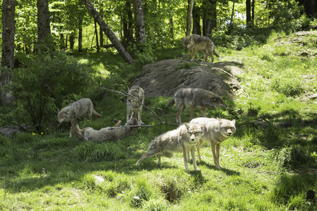 Howling pack of coyotes