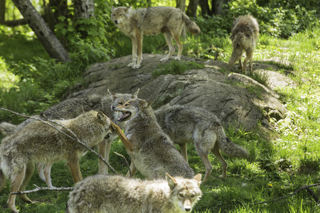 Howling pack of coyotes