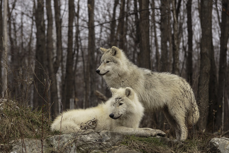 A pair of Arctic Wolves
