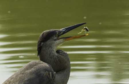 Great Blue Heron fishingの写真素材