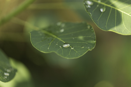 Droplets on a leafの写真素材