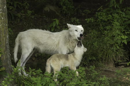 An Arctic Wolf with cub