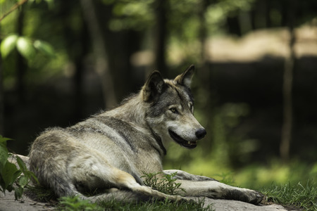 Timber wolfの写真素材