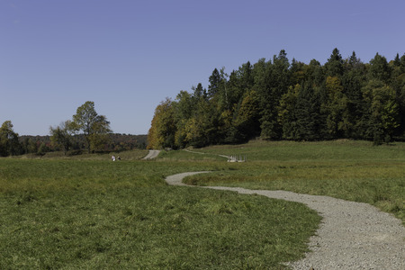 Forest on a bright sunny day