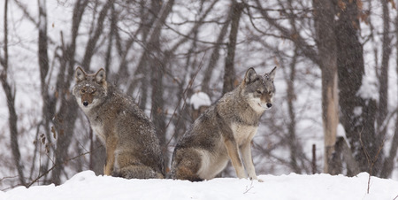 A pair of coyotes in a winter forestの写真素材