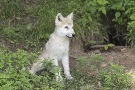 Arctic Wolf Pup