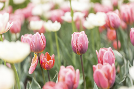 Tulips and colourful flowers in spring