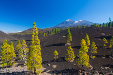 Contrasting pine trees on the lava field, Pico del Teide and Viejo in the background, Tenerife, Spainの写真素材