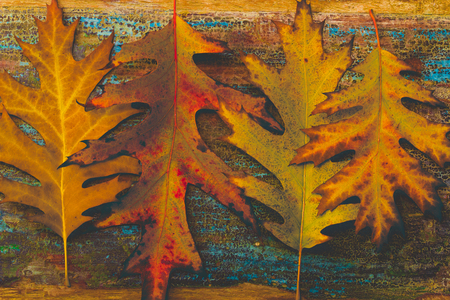 vintage autumn leaves with patina backgroundの写真素材