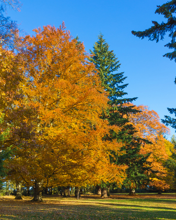 Autumn Trees in park surrounding Cervena Lhota castleの写真素材