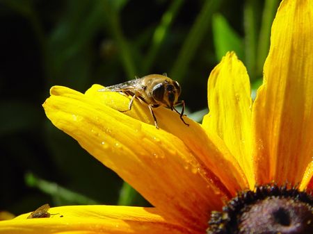 bee my flower!