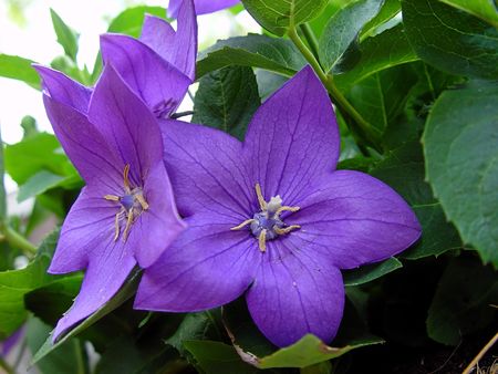 Bell Flowersの写真素材