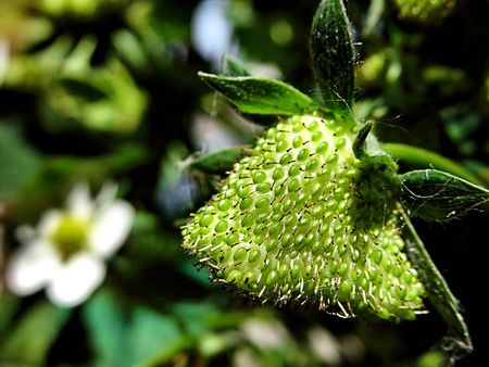 Strawberryの写真素材