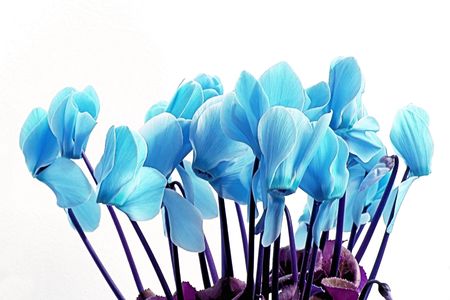 Blue Cyclamenの写真素材