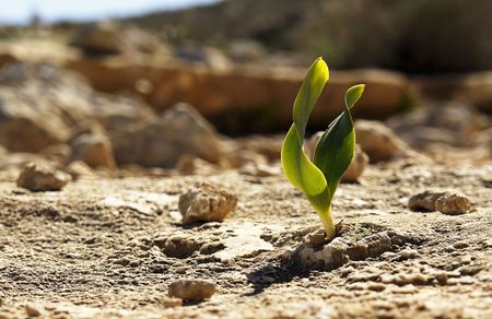 Rock Plantの写真素材