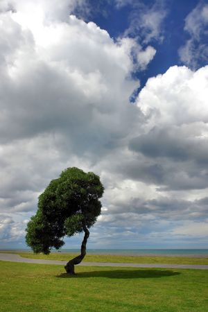 Lonesome tree at the South Pacific coast in Napier, New Zealand