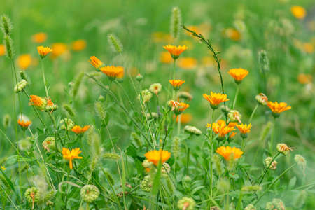 field of orange wildflowersの写真素材