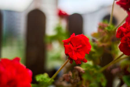 Selective focus of a red geranium on a balconyの写真素材
