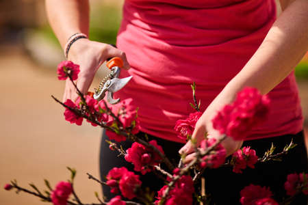 woman in red pruning red flower tree in the balconyの写真素材