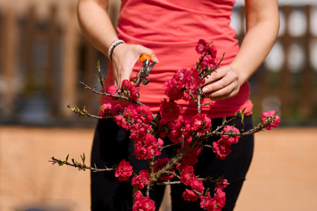woman in red pruning red flower tree in the balconyの写真素材