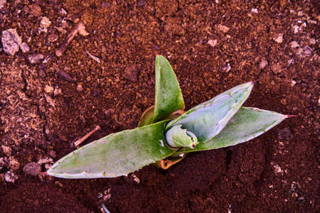 Close focus of a pita cactus (agave)