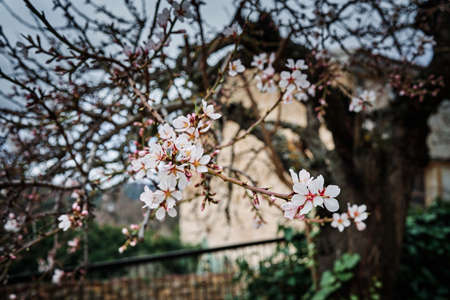 Almond blossoms between late winter and early springの写真素材