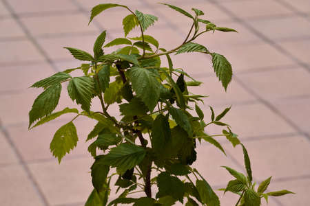 View of a raspberry plant on a balcony