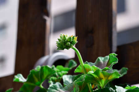 Geranium sprout about to bloomの写真素材
