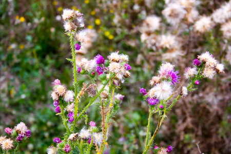 Wild color flowers in Champagne countrysideの写真素材