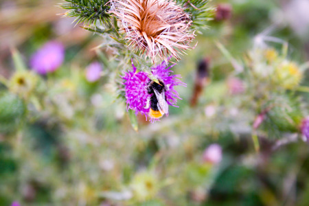 Wild color flowers in Champagne countryside