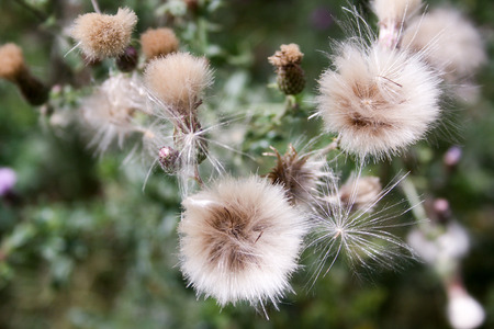 Wild color flowers in Champagne countrysideの写真素材