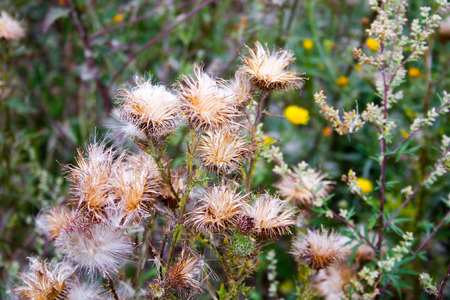 Wild color flowers in Champagne countrysideの写真素材
