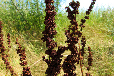 Wild color flowers in Champagne countrysideの写真素材