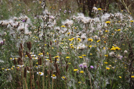 Wild color flowers in Champagne countrysideの写真素材