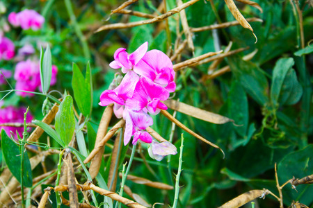 Wild color flowers in Champagne countryside