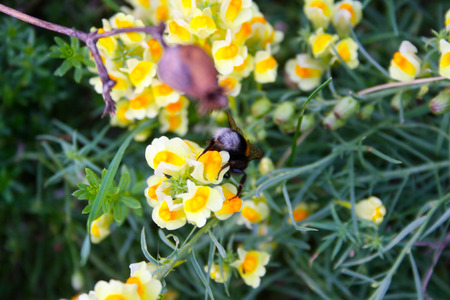 Wild color flowers in Champagne countrysideの写真素材