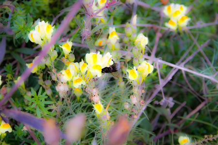 Wild color flowers in Champagne countryside