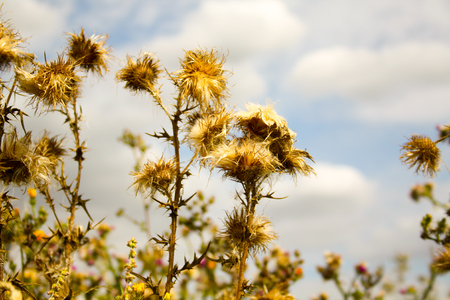 Wild color flowers in Champagne countrysideの写真素材