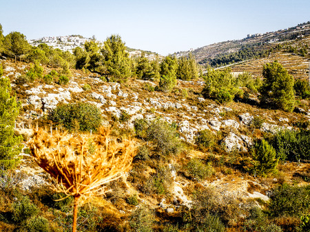 Nature and plants around the countryside of Jerusalemの写真素材