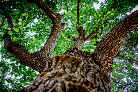 Nature and plants around the countryside of Jerusalemの写真素材