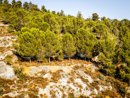 Nature and plants around the countryside of Jerusalemの写真素材