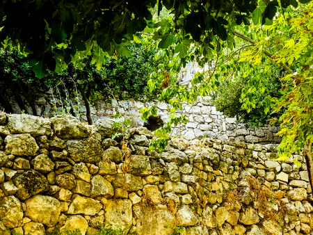 Nature and plants around the countryside of Jerusalemの写真素材