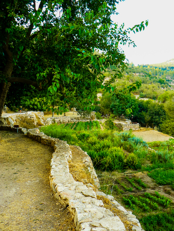 Nature and plants around the countryside of Jerusalemの写真素材