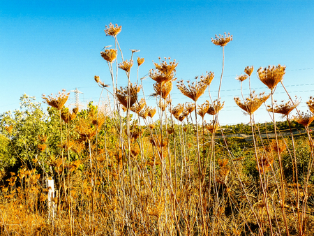 Nature and plants around the countryside of Jerusalemの写真素材