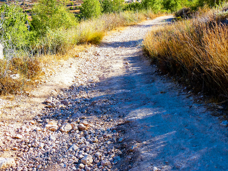 Nature and plants around the countryside of Jerusalemの写真素材
