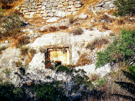 Nature and plants around the countryside of Jerusalemの写真素材