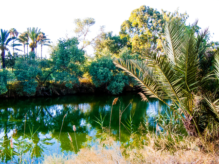 Nature and plants around the countryside of Jerusalemの写真素材