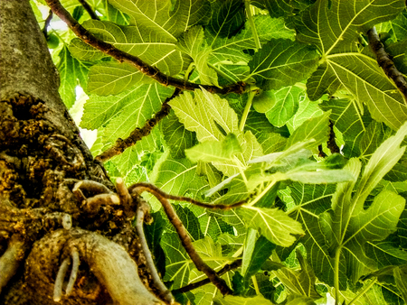 Nature and plants around the countryside of Jerusalem