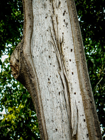 Nature and plants around the countryside of Jerusalemの写真素材